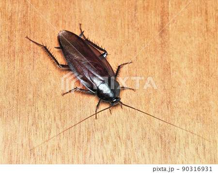 虫 昆虫 クローズアップ 気持ち悪いの写真素材 - PIXTA