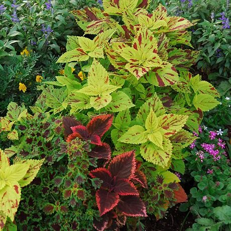 栄養系コリウス- LittleAntiqueGarden～リトルアンティークガーデン～