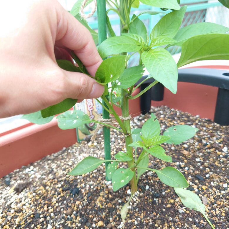 プランターでピーマンを初めて栽培しています。苗はすくすく伸 園芸相談Q＆Aみんなの趣味の園芸
