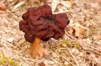 カラハツタケLactarius torminosus- Picture Mushroom
