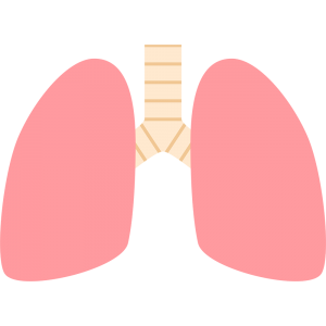 肺とはmichiteku みちてく