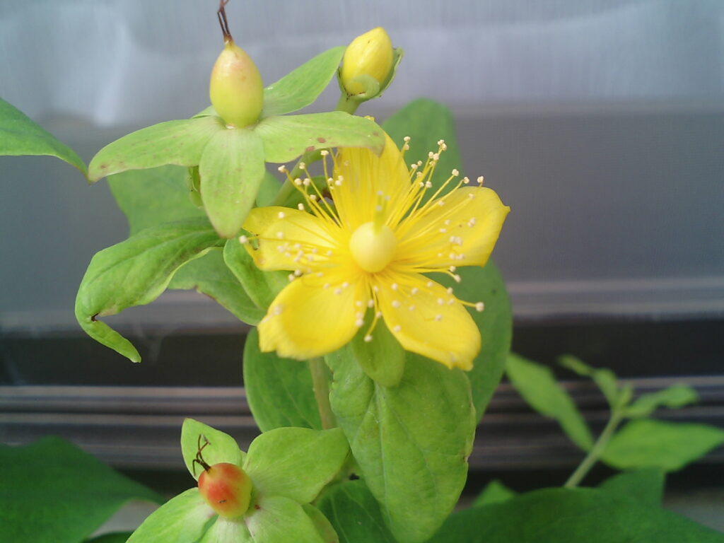 オトギリソウ 花色は、やや明るい黄色。日本全国に自生し、多くの用途が知られている。四季折々の光景