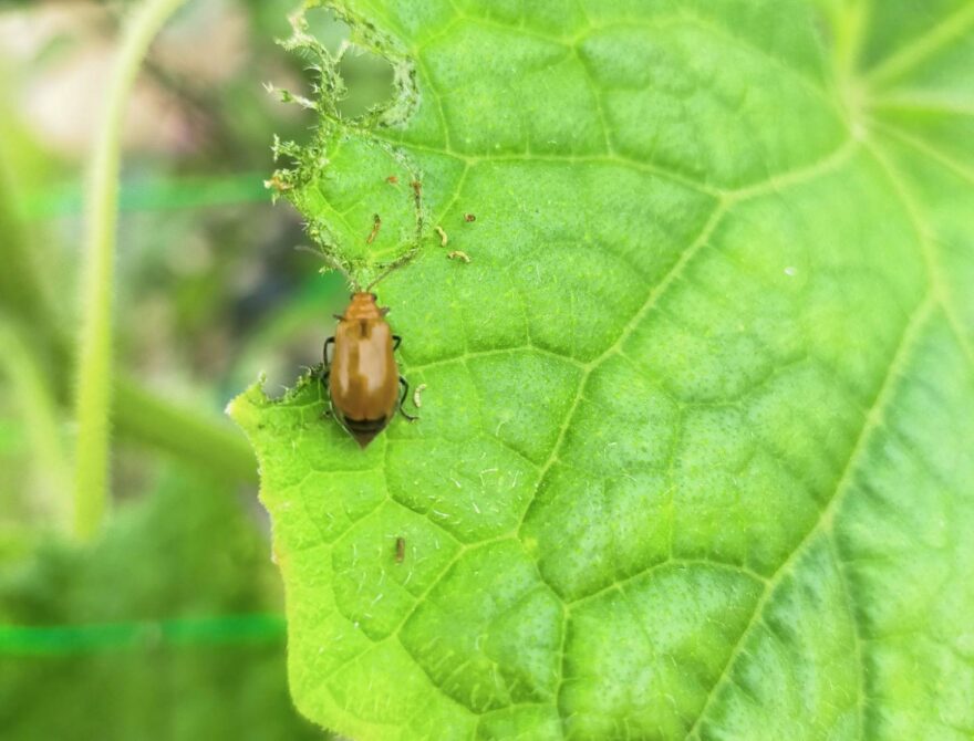 難防除害虫「ウリハムシ」営農ニュースJAちちぶ ちちぶ農業協同組合