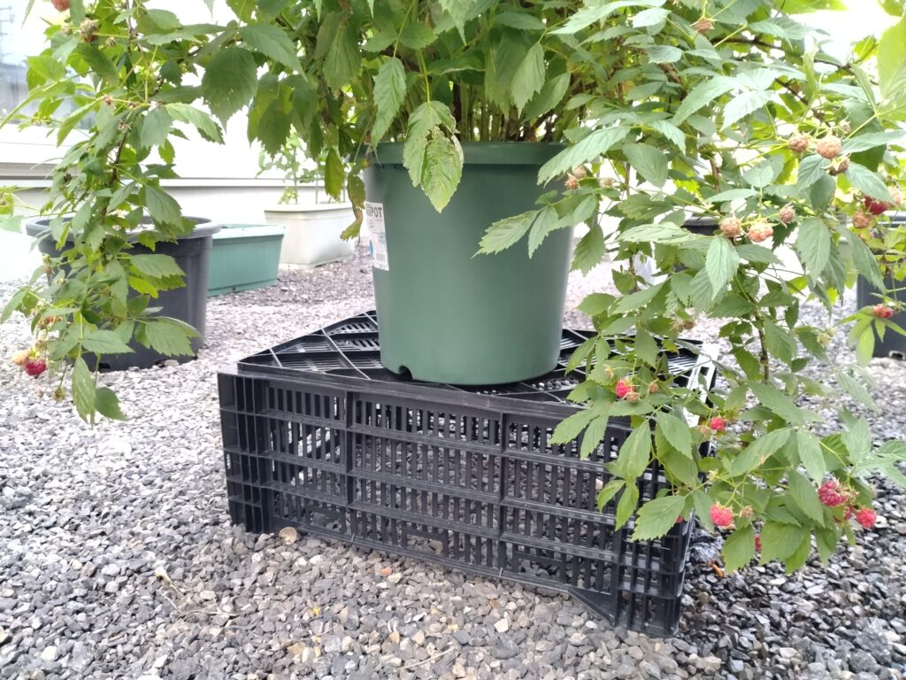 ラズベリーの育て方 改訂版Takanashi