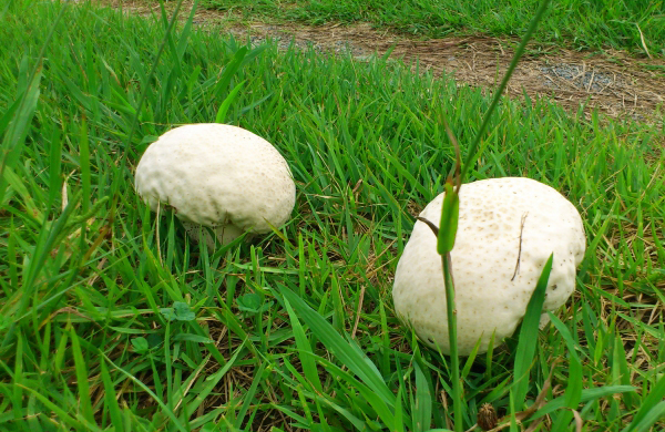 気つけたい有名な毒きのこ 塩尻市公式ホームページ