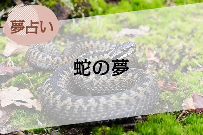 夢占い 蛇の夢ってホントに大吉なの！？金運や運気UPの大吉夢17選SPIBRE