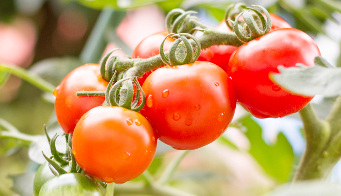 トマト・ミニトマトの育て方と栽培のコツやまむファーム