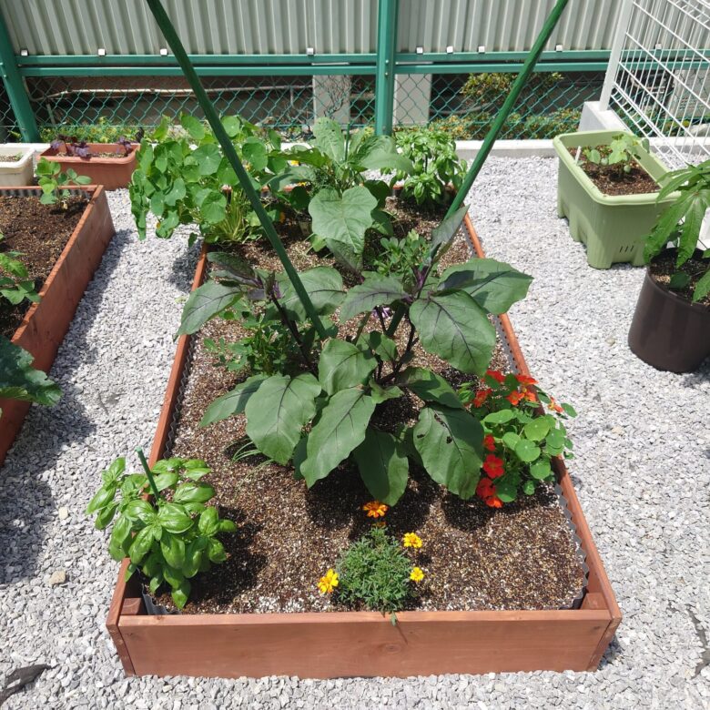 マリーゴールドと相性の悪い野菜と避けるべき植え方のコツ観葉植物のある暮らし