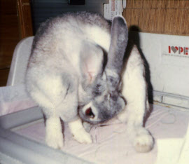 高齢うさぎのうんちのお話｢うさおふ｣公式Blog