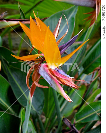 観葉植物 ストレッチア 引き取り希望 2m 観葉植物 ストレッチア 引き取り希望 2m