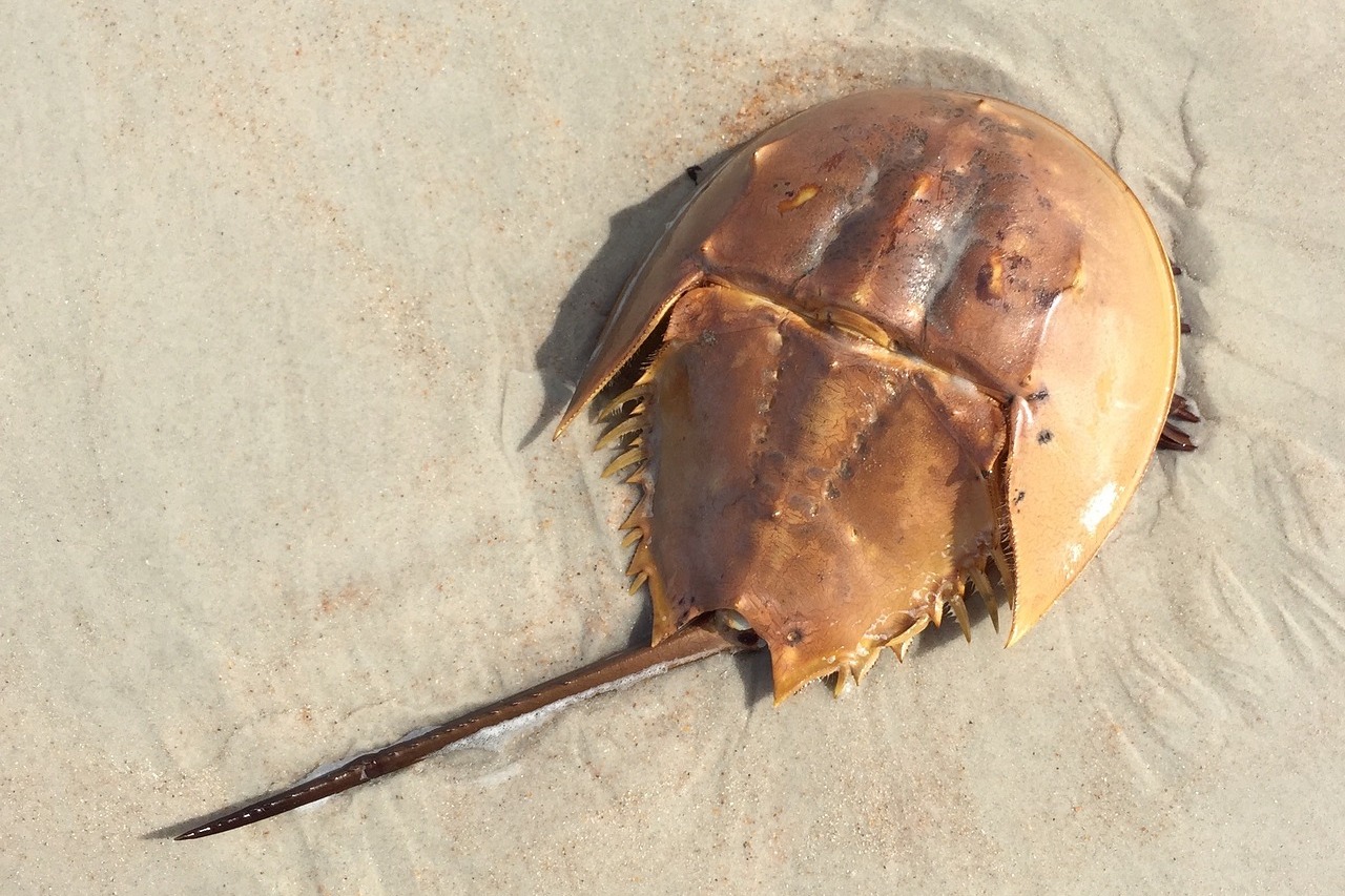 カブトガニの血液が青い理由とは？ヘモシアニンについて解説🫐💙TikTok