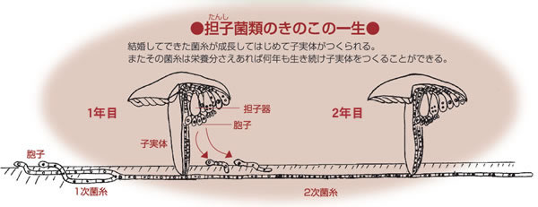 キノコって、なんだろう？ 札幌市