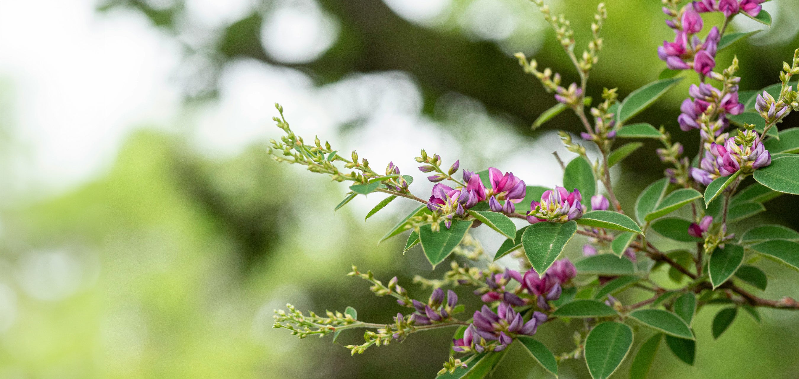 🌸Bush clover🌸ハギ 萩 🌸 🍃 🍃 花言葉は 💗 🍃 🍃 「思案」「内気」「想い」「前向きな恋」「柔軟な精神」 🍃🍃 •*¨*•.¸¸♬︎ 🍃 🍃 ALOHA〜〜🐻🌈 2023.9.19🌥🍃 🍃 今年も萩のお寺さんへお参りしてきたでつ🐻🌸🌸🌸 🍃 🍃 連日 暑すぎて 3連休中の写活は この