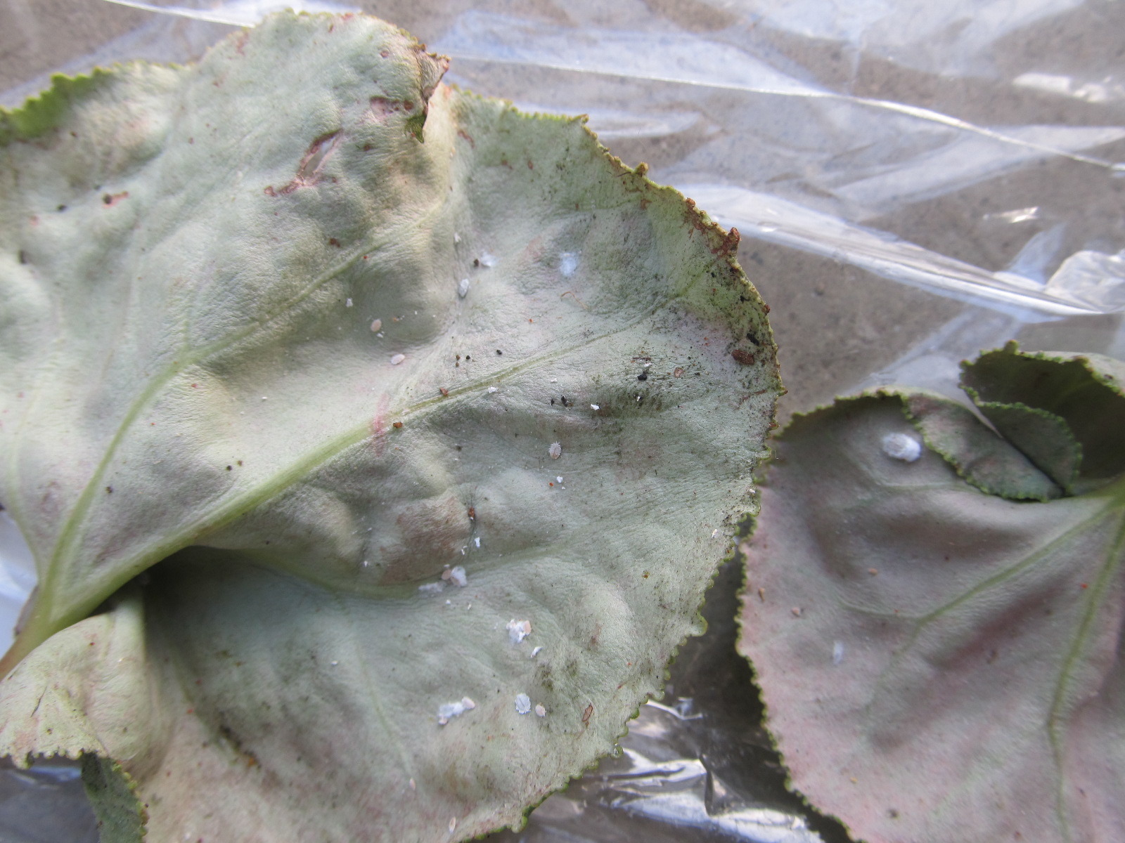 シクラメンよくある失敗から学ぶ！萎れたシクラメンの復活方法株式会社ハクサン花や植物、園芸資材を取扱う花卉園芸界の総合商社 種苗会社