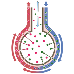 肺からだのしくみからだとくすりのはなし患者さん・一般の皆さま中外製薬株式会社