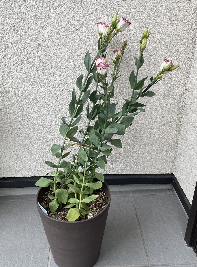 完全ガイド トルコキキョウの花言葉色別の意味・由来・おすすめの贈り方も