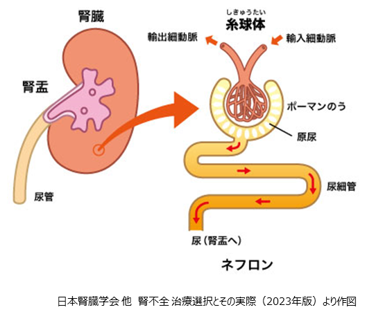 イラストでわかる腎臓・透析療法・透析患者の体: 病態生理から合併症までキホン知識を総まとめ透析ケア2021年冬季増刊花房 規男, 花房規男 本通販Amazon