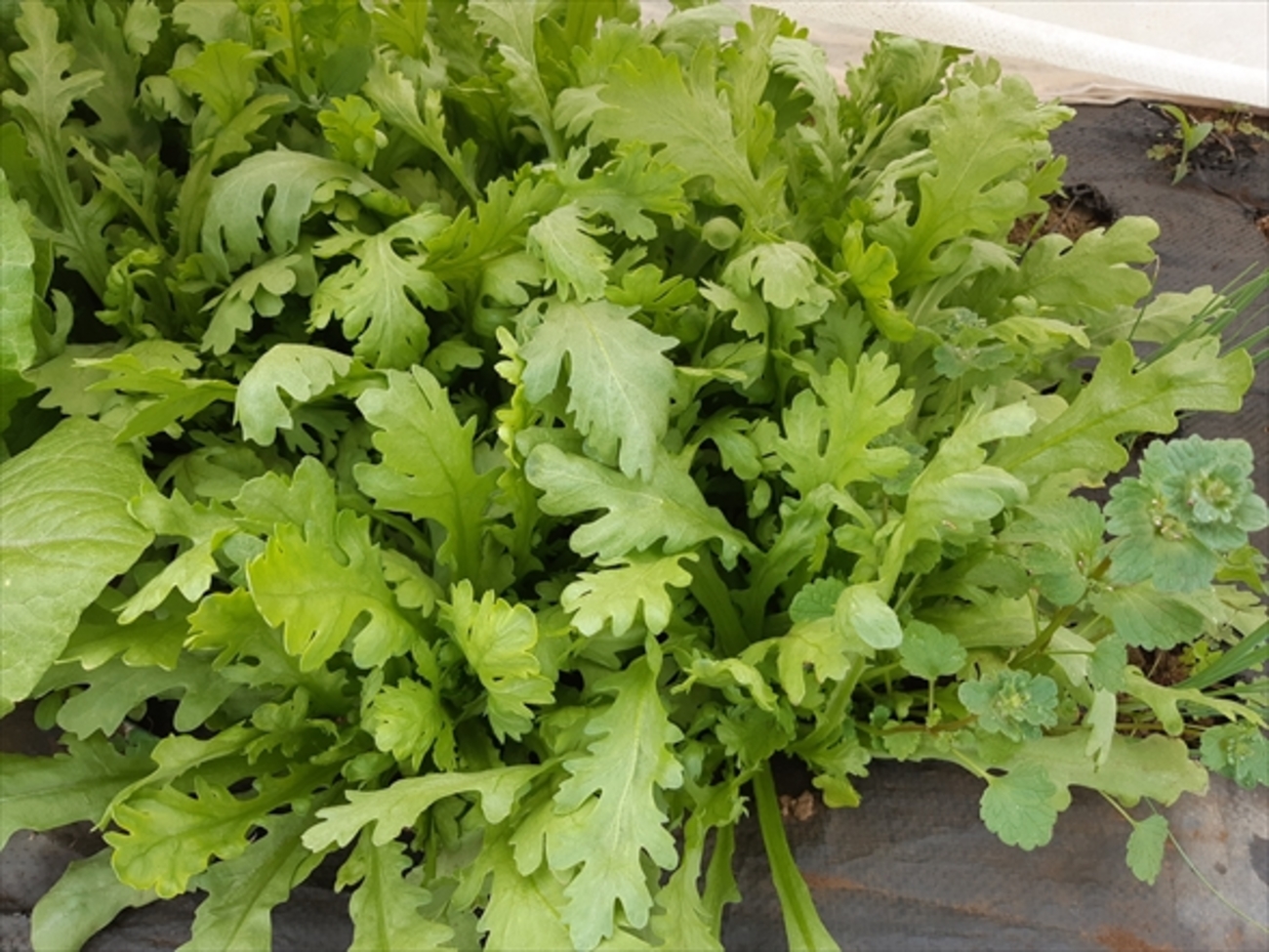 うまくいかない春菊栽培 - おいしい野菜をつくろう