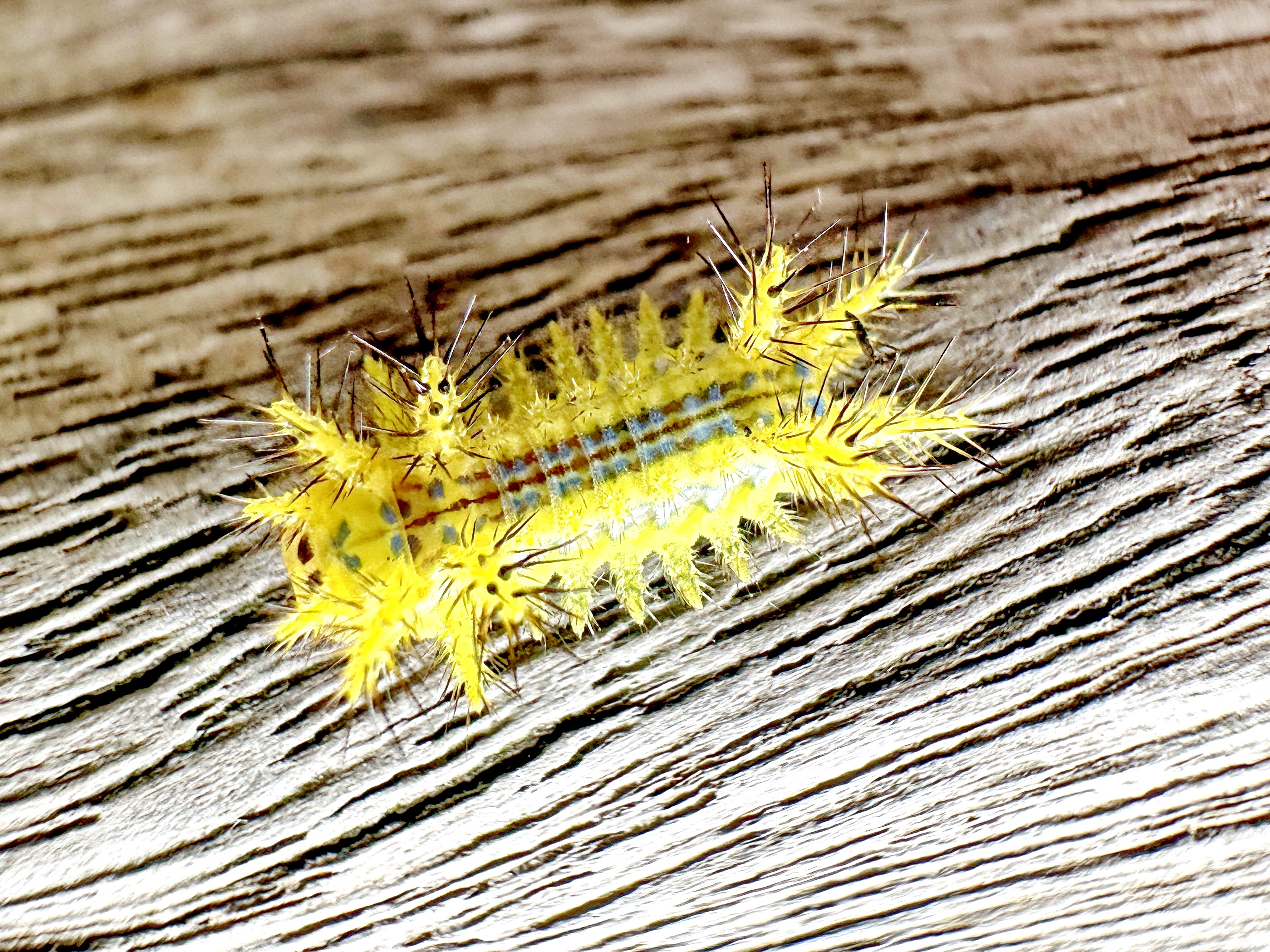 宮菜園-菜園害虫-毛虫