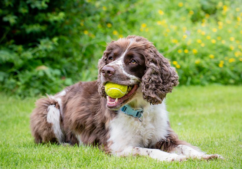 イングリッシュ・スプリンガー・スパニエルの病気・ケガ・性格を解説アニホック動物病院グループ