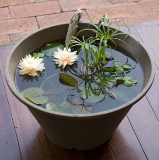 睡蓮の育て方石田精華園