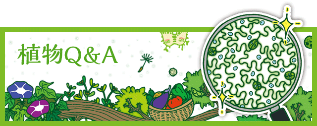 胞子嚢の採取について ビカクシダの森