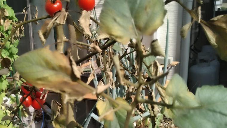 ミニトマト葉が黄色くなる６つの原因と対処方法家庭菜園インフォパーク