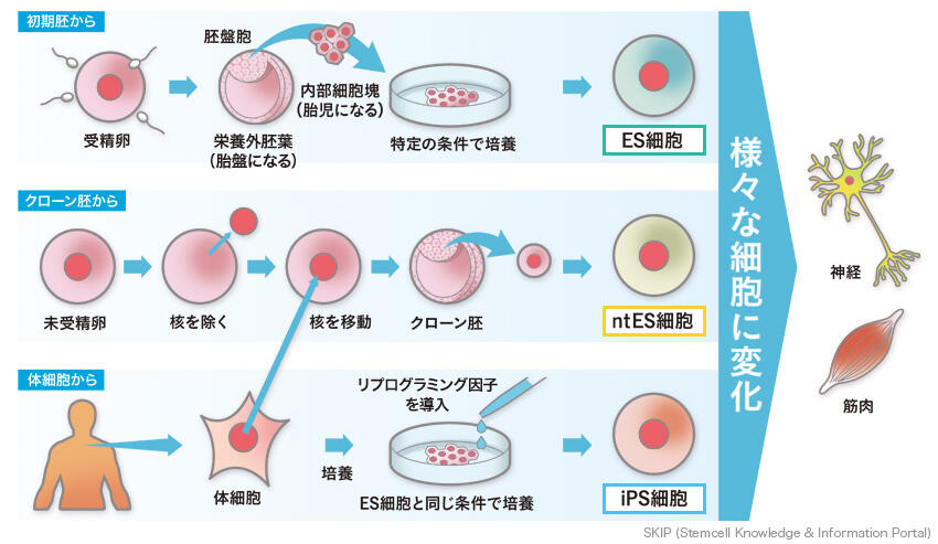 がん細胞の排出物が正常細胞をがん化させる！？Nature ダイジェストNature Portfolio