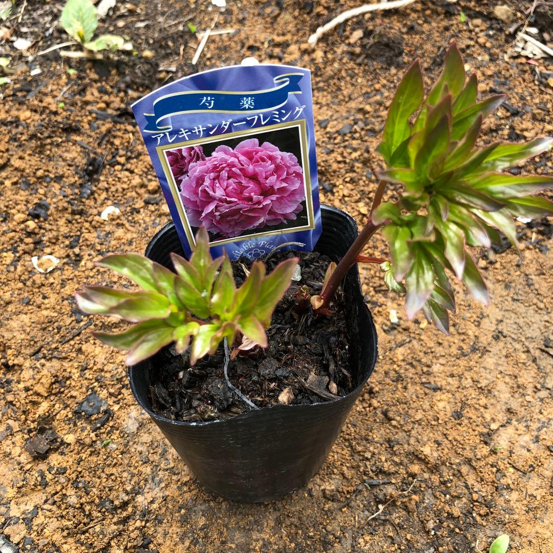 ペニシリンの発見