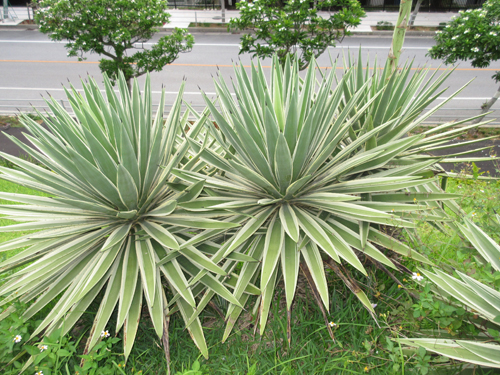 119,582 多年生植物 Stock Photos, High-Res Pictures, and Images - Getty Images
