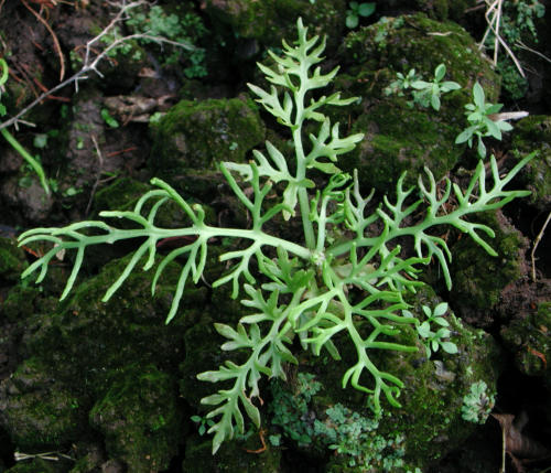 え～これミズワタじゃないですか！奥多摩川友愛会
