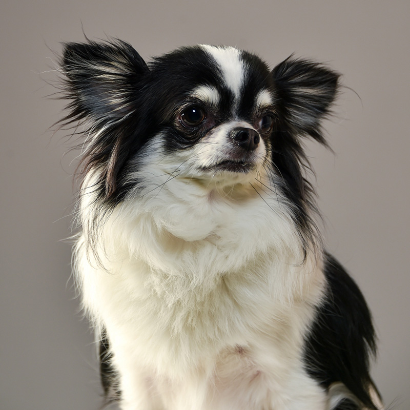 食べることが大好きなチワワ。肥満解消ダイエット法を紹介みんなのペットライフ