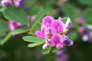 萩の花言葉は?歴史や豆知識についても解説! – &YOUKAENアンドユーカエン