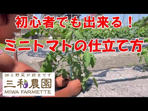 初心者でも安心 凛々子芯止まりタイプの育て方&KAGOME