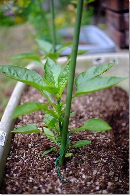 家庭菜園3 ピーマン収穫+プランター追加LifeKeyNotes