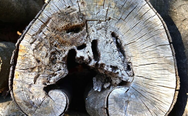 住宅の木材はなぜ腐るの？→答えは「水」があるから。家の長寿命には乾燥が重要です。三州瓦の神清愛知で創業150年超。地震や台風に強い防災瓦・軽量瓦・天窓・雨漏・リフォームなど屋根のことならなんでもご相談ください