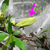 スモモの害虫対策 ベニカS乳剤マイティーの忍者生活 GPZ900R＋バンバン90＋ガーデニング