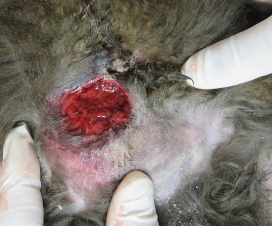 犬 シエルちゃん の慢性湿疹、イボ、ものもらい、肥満、高脂血症、心臓弁膜症の漢方治療みのり動物病院