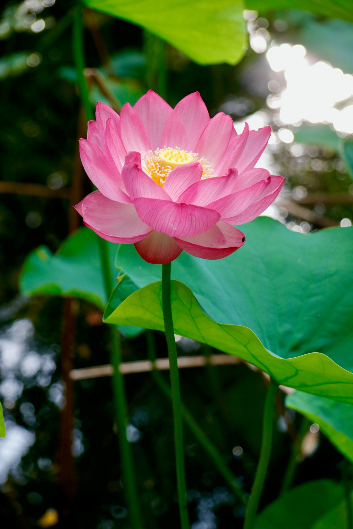 お盆→仏教の花と言えば？ - 道端の花から始める 簡単♪３分フラワーアレンジ