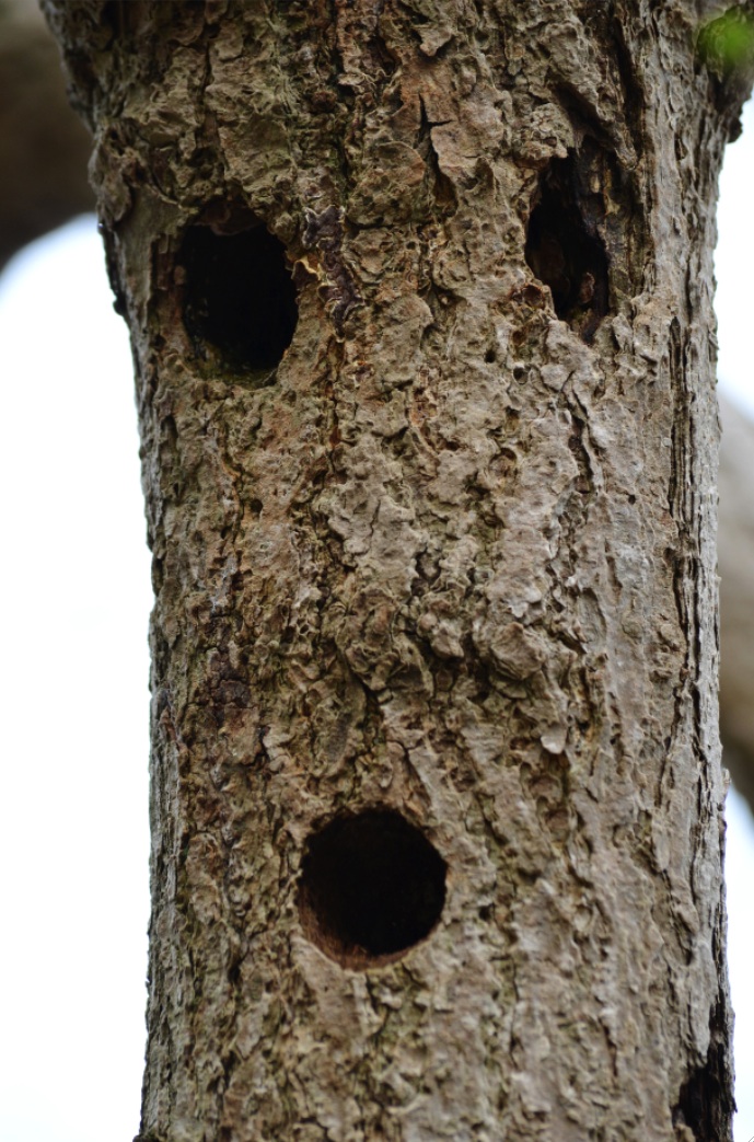 シミュラクラ現象日本一富士山の絶景を望める静岡の牧場、まかいの牧場へようこそ