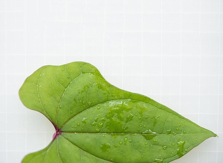 ジネンジョ 自然薯 葉の写真素材 - PIXTA