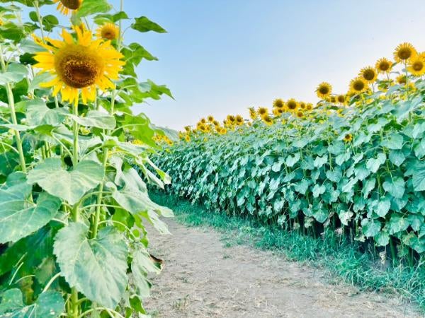 ヒマワリ迷路【牛島古川公園：埼玉県春日部市】 | フォトさいたま