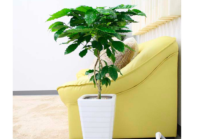 コーヒーの木の育て方を徹底解説！観葉植物としての風水効果も紹介コーヒー豆研究所