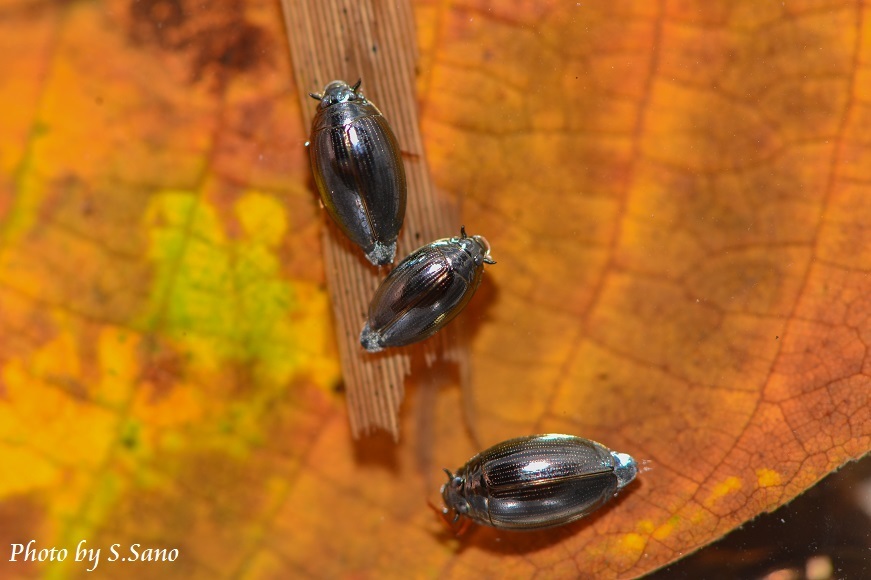 世界最大の水生昆虫！？愛知県豊田市の小学生学習塾 「自分で考える」が好きになる。RAKUTO豊田校