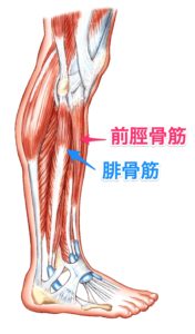 スネの外側の痛みの意外な原因とケアポイント！ - 長野県No1来院数整体・整骨・鍼灸BJ整骨院グループ