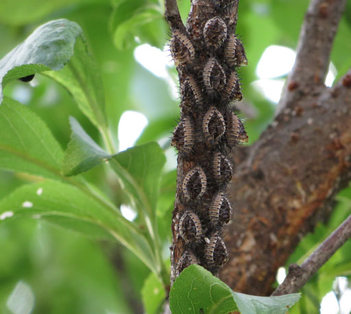 害虫 コガネムシについて 捕殺: 果樹ログ～果樹を育てて食べる～