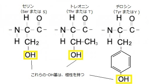 リン酸化 - Wikipedia
