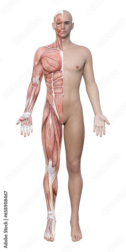 等身大 人体模型 筋肉構造 詳細 Amazon.co.jp: 人体のイラスト - 骨筋モデル