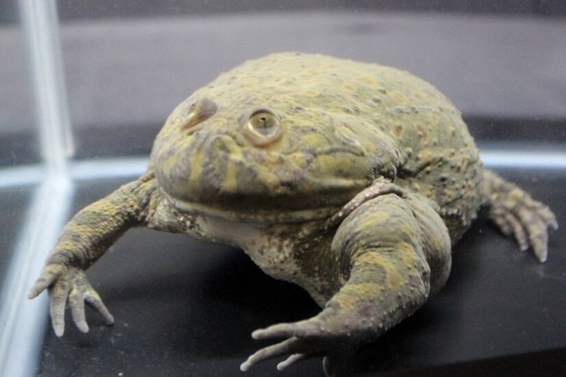 気持ち悪いブツブツです！ - ふれあいの森自然学校 お知らせ