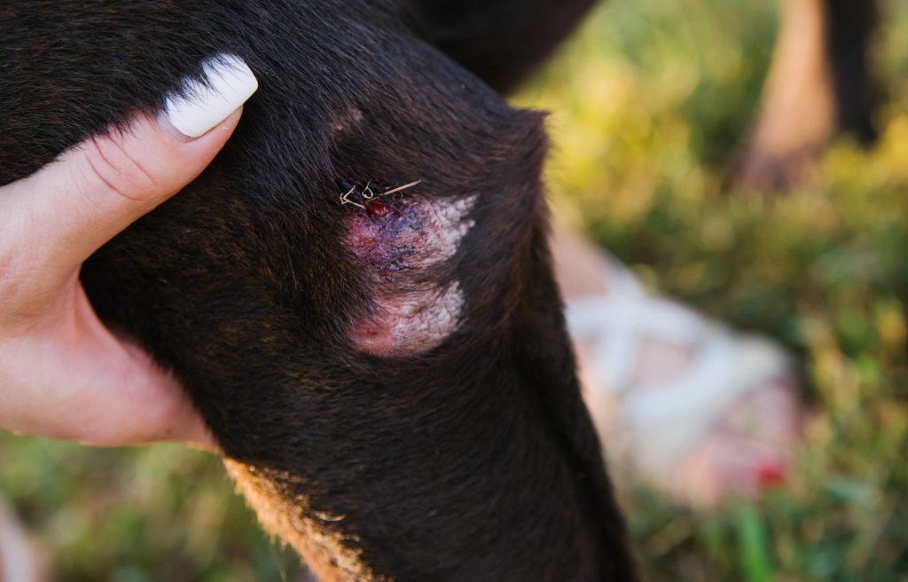 ボクサー犬の子犬 10ヶ月 の腕に小さなミミズ腫れ : r Boxer